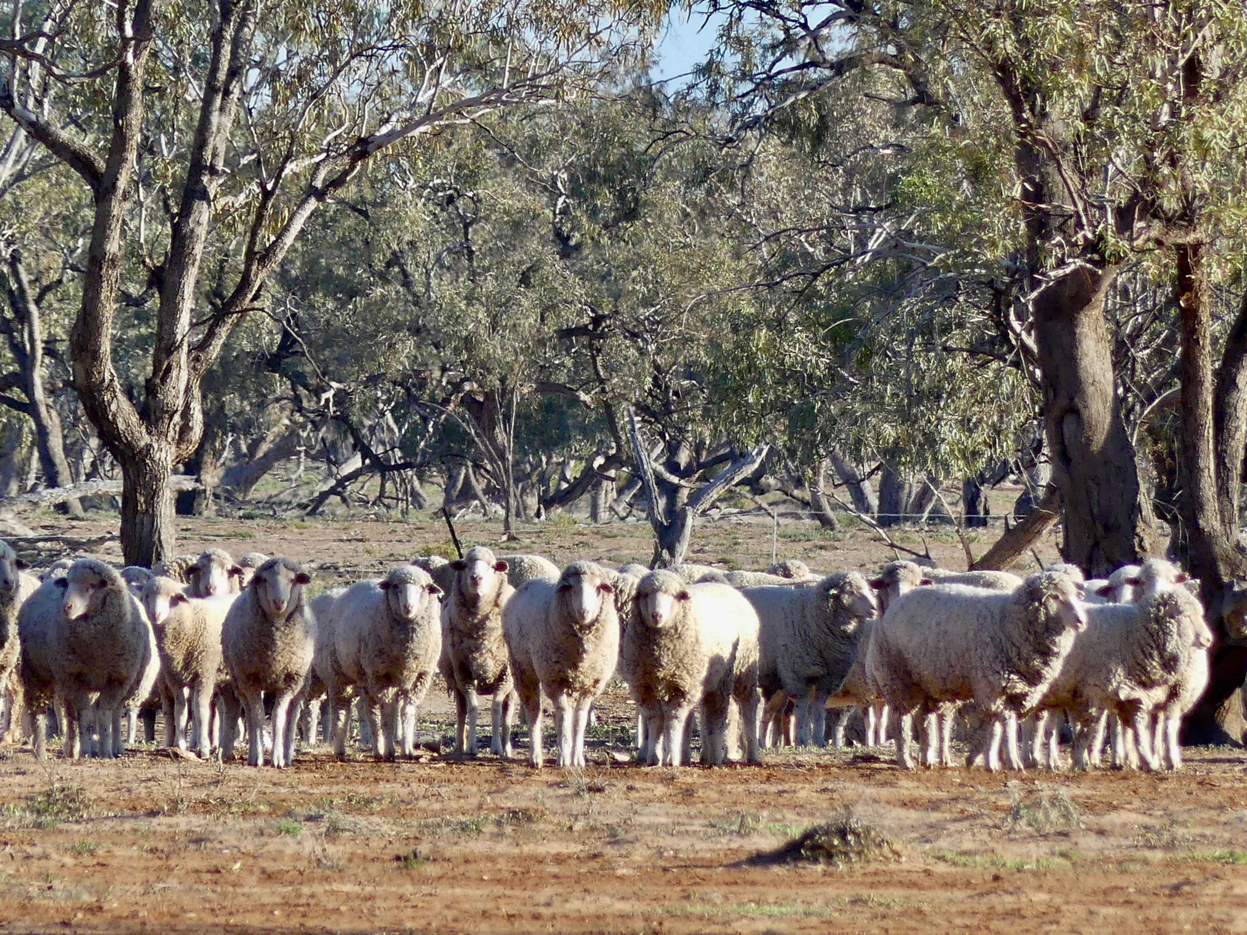 Dohne and Merino sheep grazing at Charlotte Plains
